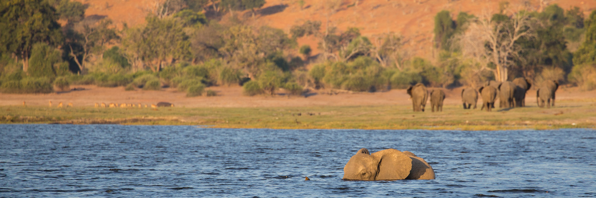 Chobe Cover