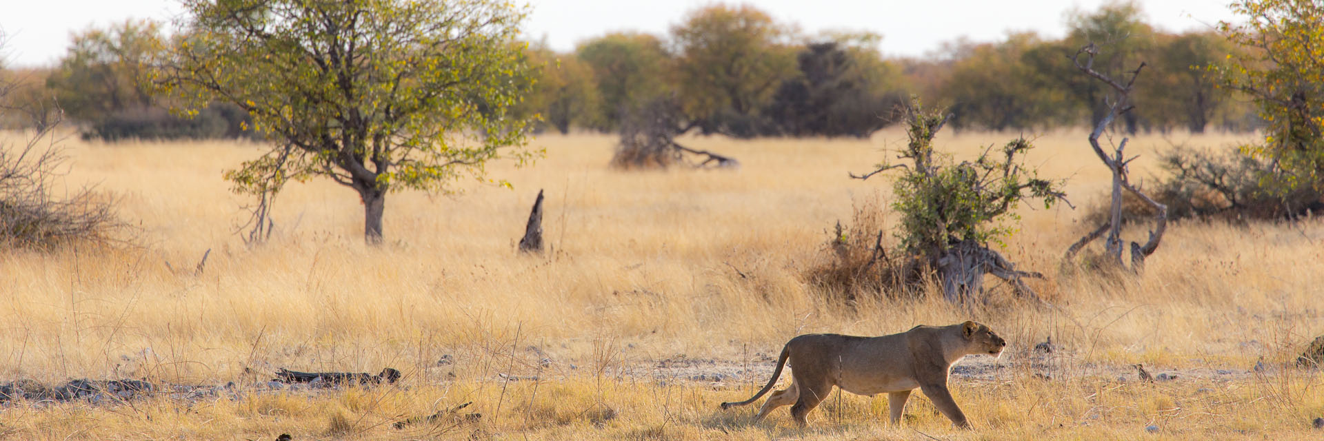 Etosha Cover